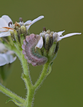 Summer Azure prepupal caterpillar